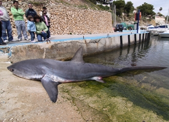 【EU発！Breaking News】巨大サメの死体発見に地元住民ショック（スペイン）