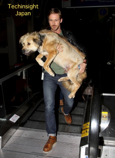 飼い犬を抱えてロサンゼルスの空港内を移動する俳優ライアン・ゴズリング