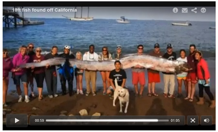 【米国発！Breaking News】南カリフォルニア、深海魚「リュウグウノツカイ」の死骸、解剖結果が明らかに。
