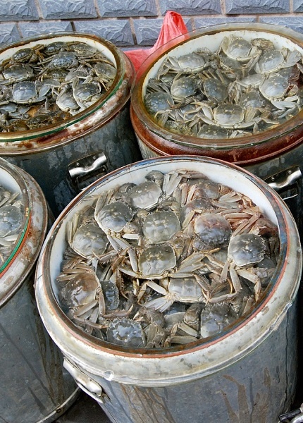中国から台湾に輸入された上海蟹に多量の有害物質が検出　（写真はイメージです）
