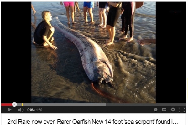 【米国発！Breaking News】なんと2匹目！　巨大魚「リュウグウノツカイ」の死骸またしても。南カリフォルニアの深海で何が？