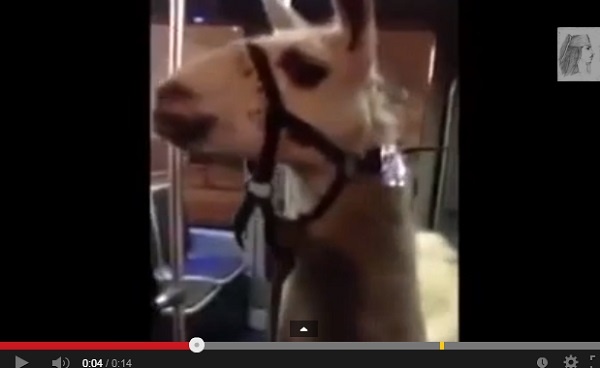 仏ボルドーでラマが路面電車に。画像はYouTubeのスクリーンショット