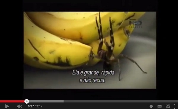 スーパーマーケットで販売されたバナナに世界一怖い毒グモ。画像はYouTubeのスクリーンショット