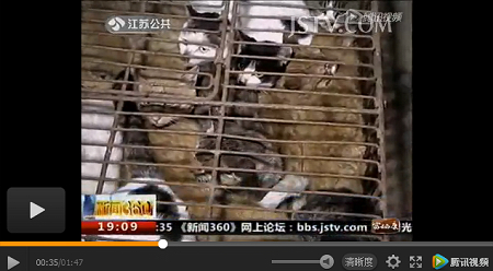 中国江蘇省の不法屠殺場に運ばれてくる生きた猫。画像はv.qq.comのスクリーンショット