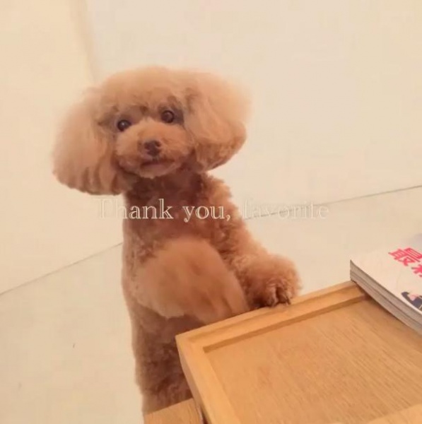 篠田麻里子が可愛がっていた愛犬“ぱちゃ”　（画像はinstagram.com/maricollet3より）