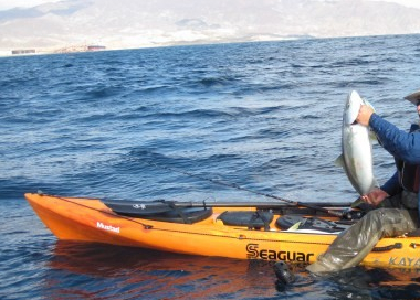 【米国発！Breaking News】マウイ島でカヤック漁の男性が脚を食いちぎられて死亡。やはりサメか。
