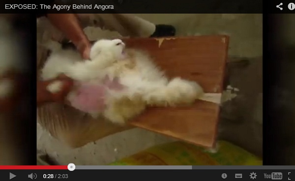 アンゴラウサギの残虐な毛むしり。　画像はYouTubeのスクリーンショット