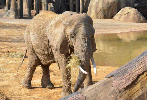 【アジア発！Breaking News】ケーンクラチャン国立公園で女性観光客が象に踏みつけられ死亡。（タイ）