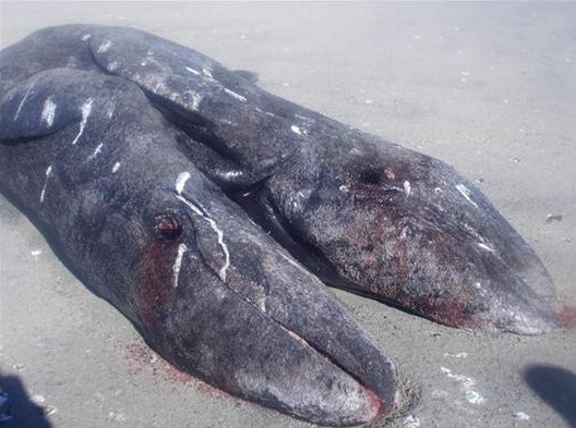 【南米発！Breaking News】頭が2つ！　メキシコで結合双生のコククジラを発見。