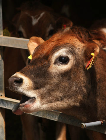 【EU発！Breaking News】換気の悪い牛舎で牛が次々とオナラ。一瞬の静電気により大爆発。（独）