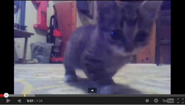 【米国発！Breaking News】障がいに負けない子猫の“LIL BUB”。かわいすぎる動画で人気沸騰中。（インディアナ州）