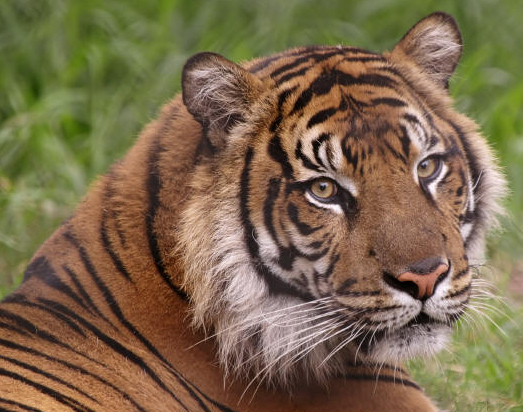 【アジア発！Breaking News】国立公園から雌トラが脱走して3週間。犠牲者はついに7名。（印）