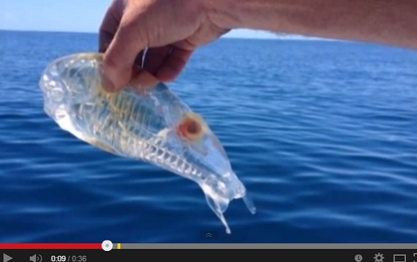 ニュージーランド沖で見つかった透明な魚。画像はYouTubeのスクリーンショット
