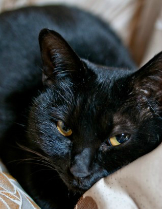 動物愛護センターから黒猫を譲り受け、殺していた男を逮捕。（画像はイメージです）
