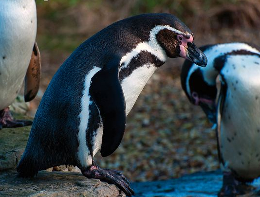 【EU発！Breaking News】日照不足と悪天候でペンギンが次々と「うつ」を発症、抗うつ剤を投与される。（英）