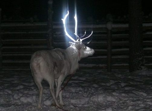 フィンランド北部のトナカイのツノに光反射材。　画像はnorfolkdailynews.comのスクリーンショット