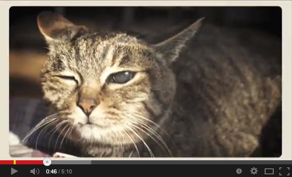 【エンタがビタミン♪】中川翔子の新作MV『9lives』は“猫好き”さえ「お腹いっぱい！」＜動画あり＞