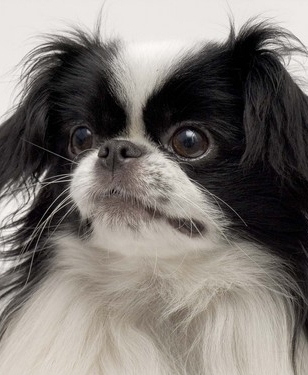 【米国発！Breaking News】犬のチンがスマホから911コール！　飼い犬はイザという時にも役立つ？（ネブラスカ州）