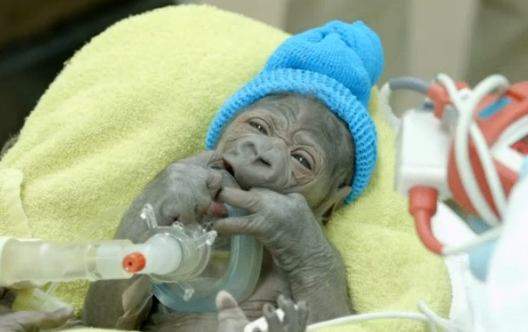 【米国発！Breaking News】ゴリラが帝王切開で出産。サンディエゴ動物園サファリパークで。
