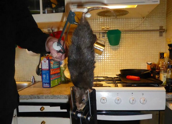 【EU発！Breaking News】体長40cmのネズミがキッチンに！　ペットの猫も攻撃され一家で避難。（スウェーデン）