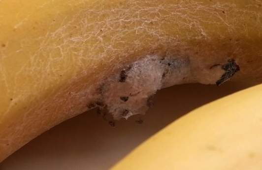 バナナから世界最強の毒グモが再び。画像は英紙『デイリー・ミラー』電子版のスクリーンショット