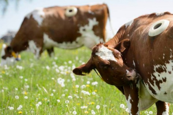 【EU発！Breaking News】体に20cmの穴を開けられた牛たち。オナラによる牛舎爆発を防ぐことが目標。（スイス）