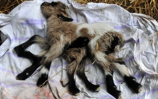 【EU発！Breaking News】足が8本、オスメス両性具有のヤギが誕生。（クロアチア）