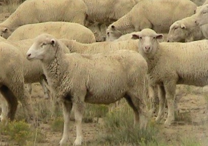 豪で800頭もの羊がヘロイン中毒…？　画像はイメージです