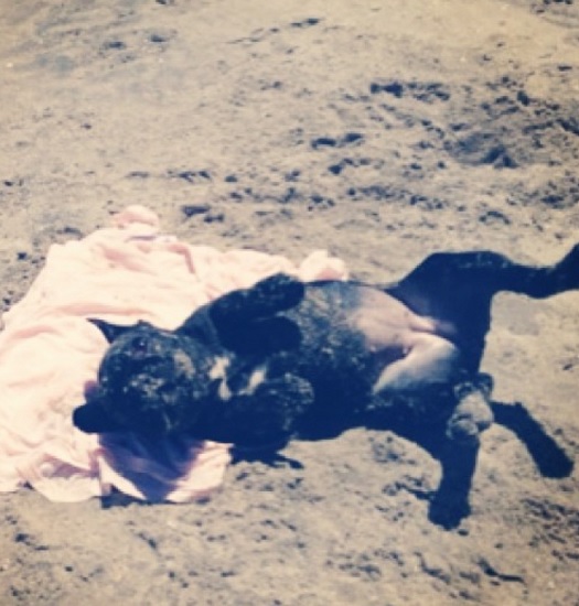 ビーチで寝そべるガガの愛犬アジアちゃん　（画像はinstagram.com/ladygagaより）