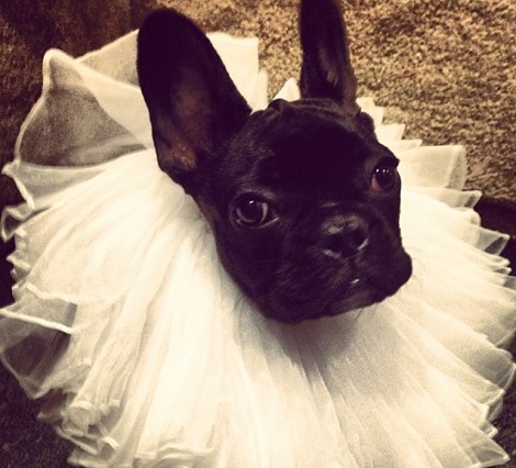 衣装を着たガガの愛犬　（画像はinstagram.com/ladygagaより）