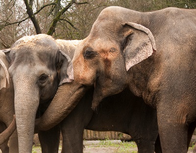 【アジア発！Breaking News】ヘロイン依存になってしまった4頭の象。1年の治療を経て群れの中へ。（中国）