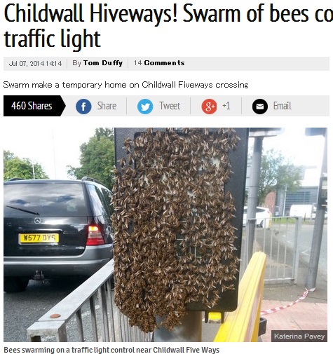 【EU発！Breaking News】ミツバチの「巣分かれ」大移動。最盛期到来で信号機がこんなことに。（英）