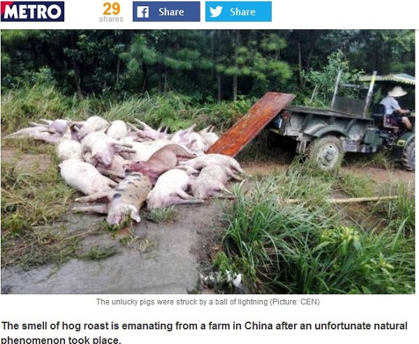湖南省の養豚場に「球電」で豚170頭即死（画像はmetro.co.ukのスクリーンショット）