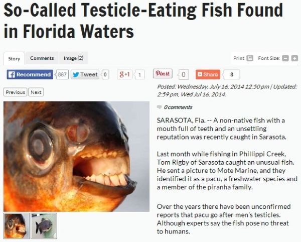 【米国発！Breaking News】ヒトの睾丸を好物とする恐怖の淡水魚「パクー」、米フロリダ州にも生息。