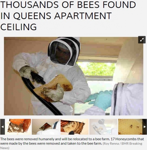 【米国発！Breaking News】ミツバチの大群がアパートの天井裏に！　17個の巣に5万匹。（NY州）