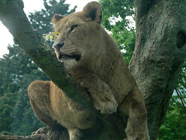 【南米発！Breaking News】サーカスのライオン、遠足に来ていた児童の前で教師を襲う。（ペルー）