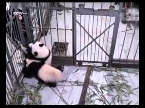 【海外発！Breaking News】人工繁殖のパンダは母親より飼育係が好き。脚にすがりつき「行かないで」（中国）
