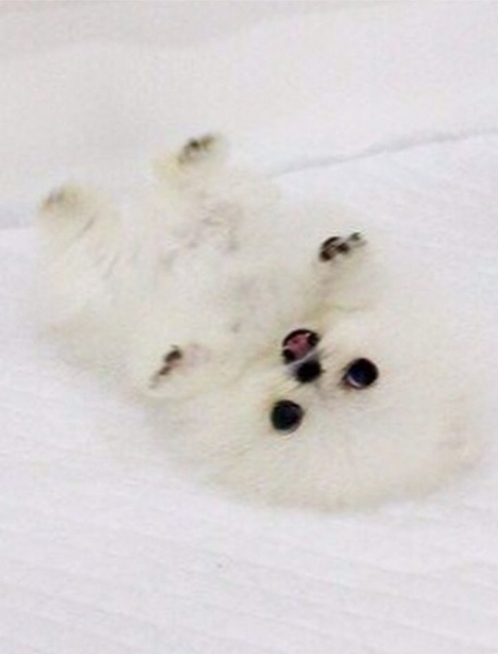 超キュートなパリスの愛犬（画像はinstagram.com/parishiltonより）