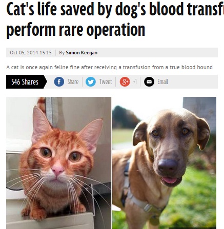 犬から猫への輸血がまた成功（画像はmirror.co.ukのスクリーンショット）