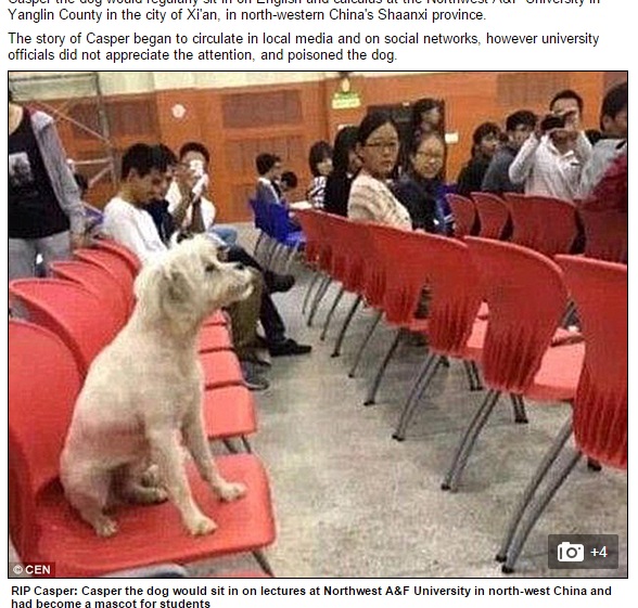 大学で真剣に講義を聴く野良犬（画像はdailymail.co.ukのスクリーンショット）