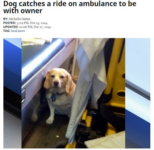 救急搬送の飼い主に、愛犬たまらず救急車を追いかける（画像はgosanangelo.comのスクリーンショット）