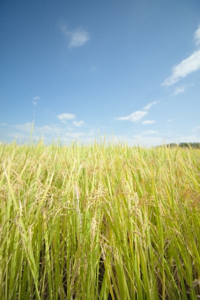 DASH村で米を収穫。（画像はイメージです）