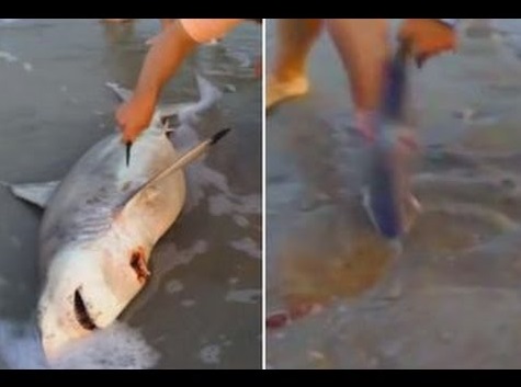 絶命した母サメ、ビーチで緊急帝王切開が行われる（画像はYouTubeのサムネイル）