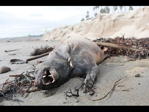 【海外発！Breaking News】嵐が去ったサンタバーバラ、浜辺に打ち上げられた謎の生物。