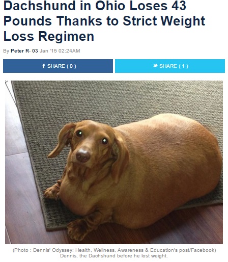 【海外発！Breaking News】「超肥満」ダックスフンド犬、1年で20kg近くの減量に成功。（米）