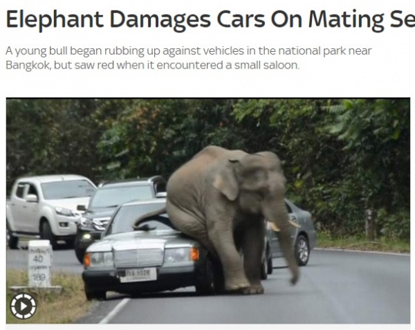 【海外発！Breaking News】繁殖期でムズムズ？　タイの国立公園で象が尻を車にグイグイ。