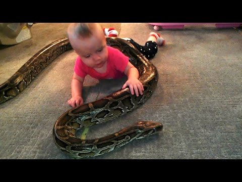 【海外発！Breaking News】ニシキヘビが1歳2か月の赤ちゃんに絡まる。「友達ですから」と父親。（米）＜動画あり＞