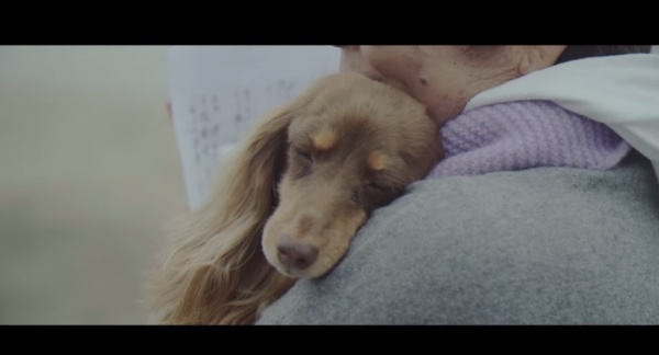 ペットにも高齢化の波。愛犬と飼い主の心温まる動画に反響。「こんなに長生きしてくれてありがとう」