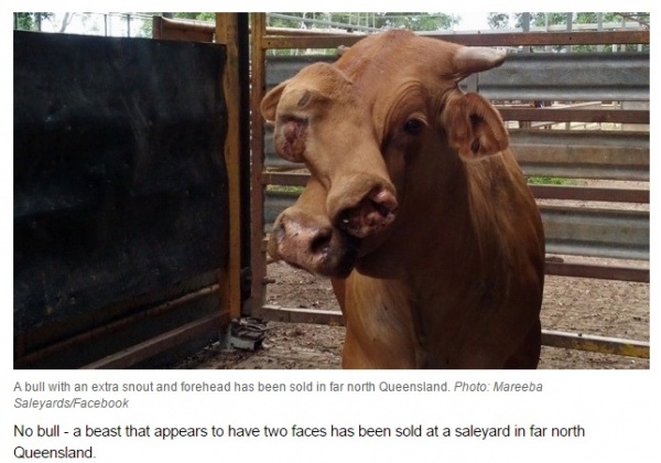 【海外発！Breaking News】顔に大きな奇形を伴った雄牛、市場へ出荷され競り落とされる。（豪）