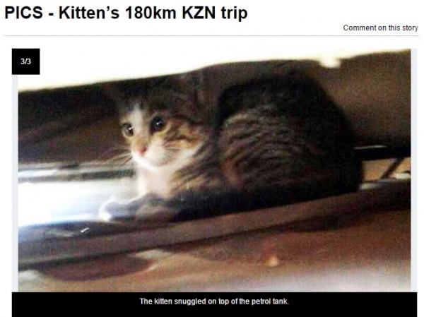 【海外発！Breaking News】ガソリンタンクの上に乗り、180キロの旅をした子猫。（南ア）